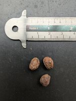 Mirre (Commiphora myrrha)
