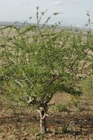 Mirre (Commiphora myrrha)