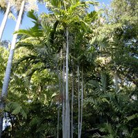 Lauterbach Ptychosperma (Ptychosperma lauterbachii)