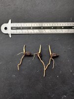 Lauterbach Ptychosperma (Ptychosperma lauterbachii)