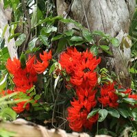 Rode jadebloem (Mucuna novoguineensis)