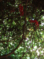 Rode jadebloem (Mucuna novoguineensis)