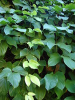 Rode jadebloem (Mucuna novoguineensis)