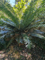 Palmvaren (Cycas glauca)