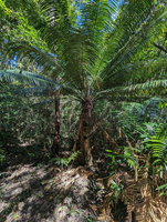 Palmvaren (Cycas glauca)