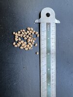 Guave (Psidium guajava)