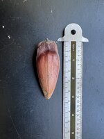 Paran&aacute;-den (Araucaria angustifolia)