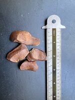 Mahonie (Swietenia mahagoni)