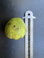 Australische kastanje (Castanospermum australe)