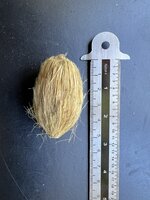 Betelpalm (Areca catechu)