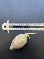 Palmvaren (Cycas glauca)