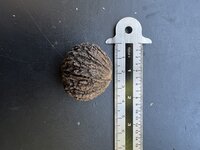 Zwarte walnoot (Juglans nigra)