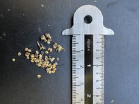 Zwarte gojibes (Lycium ruthenicum)