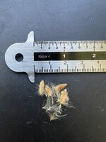 Oleander (Nerium oleander)