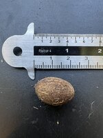 Kentiapalm (Howea forsteriana)