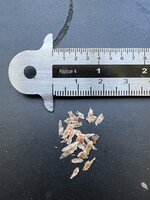 Rode kinaboom (Cinchona pubescens)