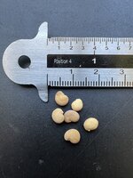 Alruin (Mandragora officinarum)