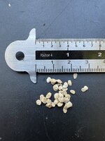 Wilde tomaat (Solanum pimpinellifolium)