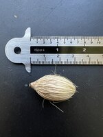 Manilla Palm (Veitchia merrillii)