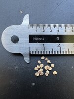 Ashwaganda (Withania somnifera)