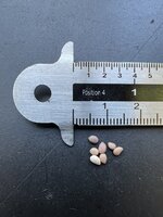 Schroefboon mesquite (Prosopis pubescens)