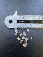 Hong Kong-roos (Rhodoleia championii)