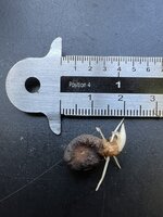 Aronskelk (Amorphophallus raungense)