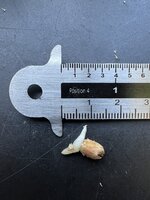 Vinger-anthurium (Anthurium pedatoradiatum)