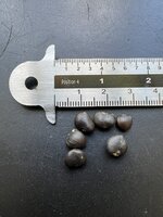 Stermagnolia (Magnolia stellata)