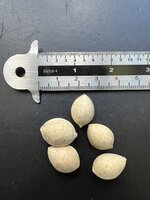 Ginkgo (Ginkgo biloba)