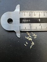 Cobralelie (Darlingtonia californica)