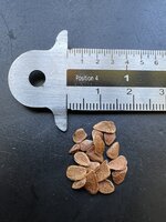 Chinese toon (Toona sinensis)