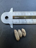 Spindelpalm (Hyophorbe verschaffeltii)