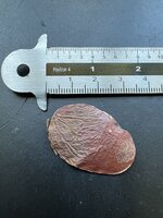 Vlam van het Bos (Butea monosperma)