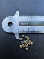 Zoethout (Glycyrrhiza glabra)