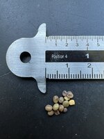 Chinese zoethout (Glycyrrhiza uralensis)