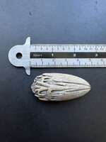 Blauwe latanpalm (Latania loddigesii)