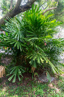 Hainan waaierpalm (Lanonia hainanensis)
