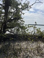 Zwarte mangrove (Avicennia germinans)