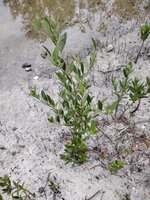Zwarte mangrove (Avicennia germinans)