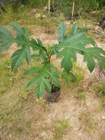 Pedalai (Artocarpus sericicarpus)