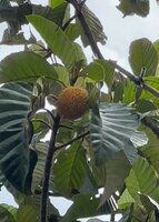 Pedalai (Artocarpus sericicarpus)