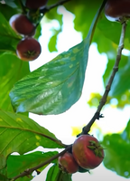 Rode sapote (Timonius minahassae)