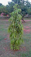 Indiase mastboom (Monoon longifolia)