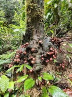 Mempisang (Goniothalamus ridleyi)