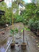 Mempisang (Goniothalamus ridleyi)