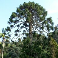 Bunya-den (Araucaria bidwillii)