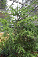 Bunya-den (Araucaria bidwillii)