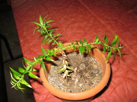 Bunya-den (Araucaria bidwillii)