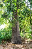 Bunya-den (Araucaria bidwillii)